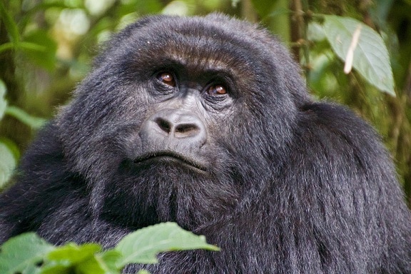 Rwanda New Official Decree with Wildlife Conservation Society