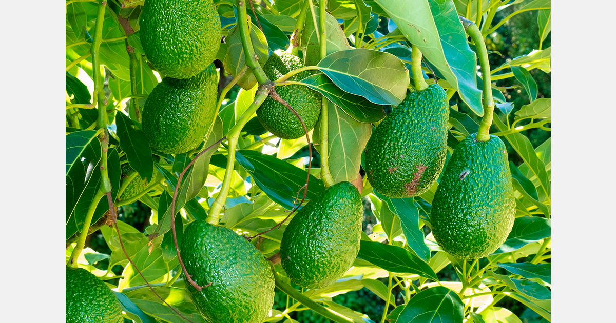 Rwanda to start avocado exports to China after new trade protocol